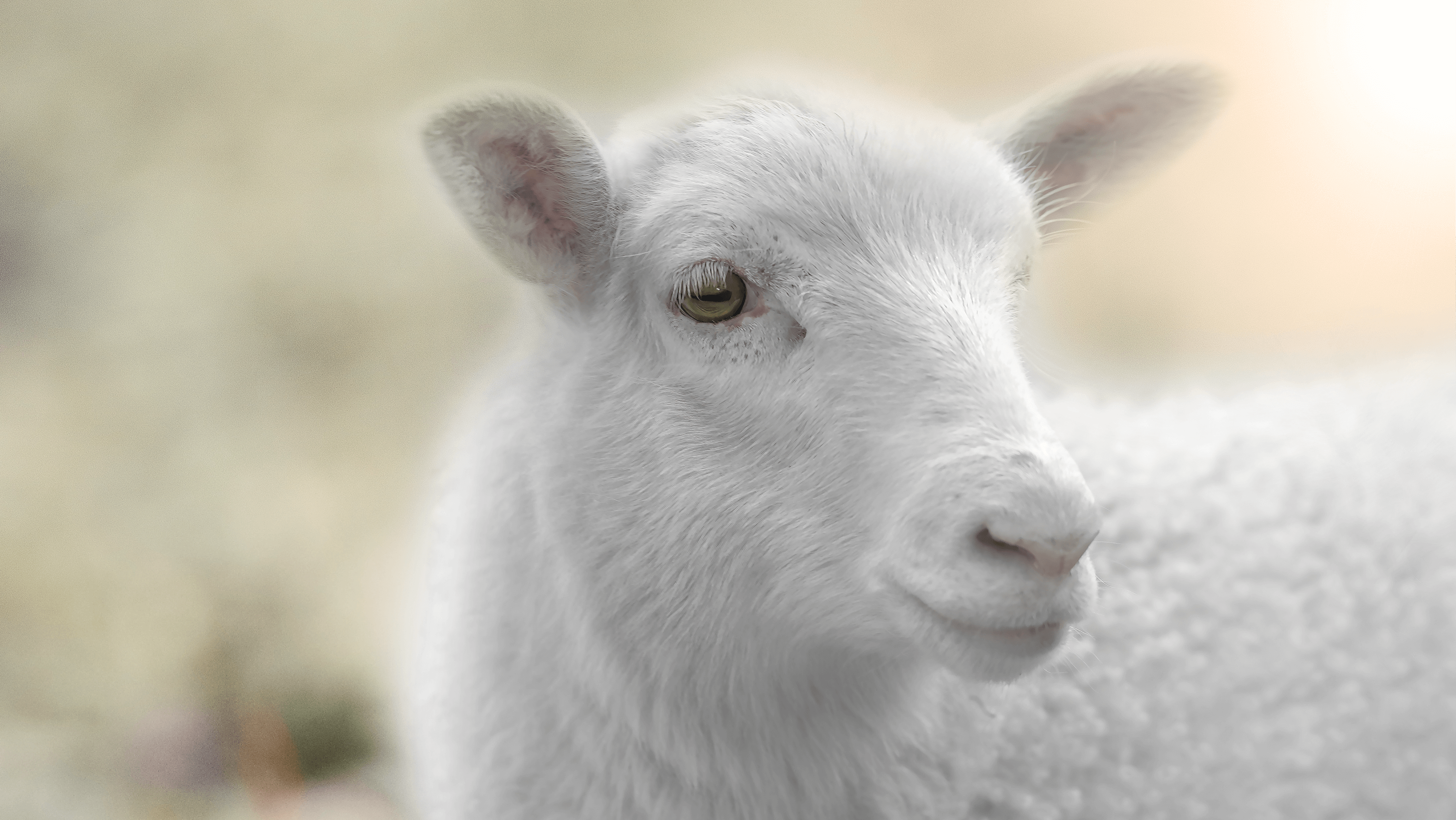 Gottes Perspektive auf das Werk des Knechtes